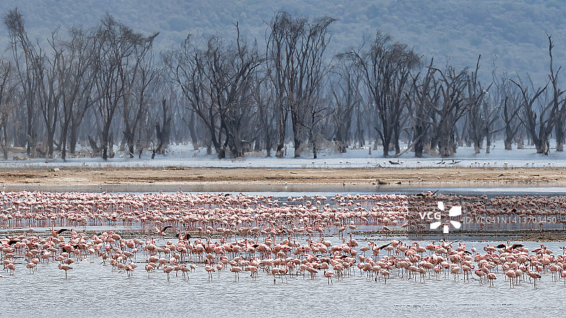 肯尼亚纳库鲁湖国家公园火烈鸟群景色图片素材