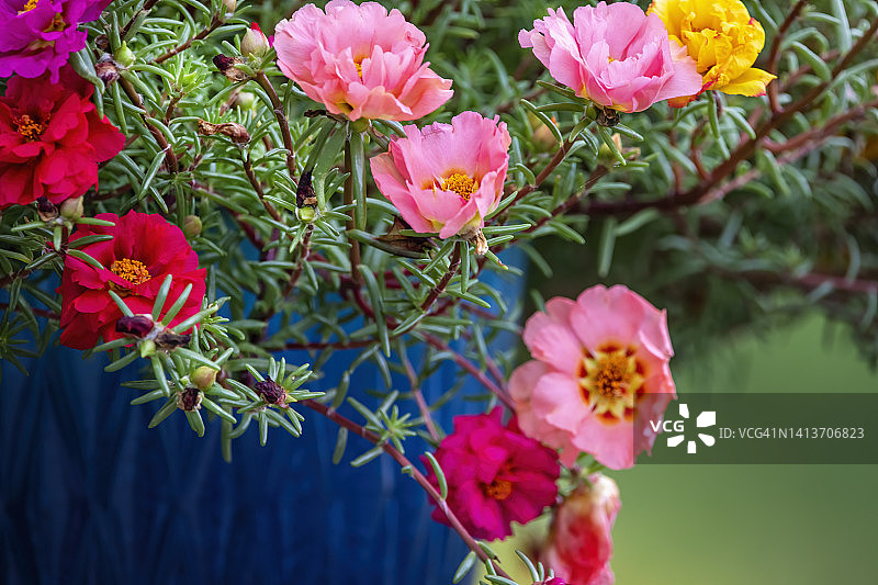 盆栽马齿苋花图片素材