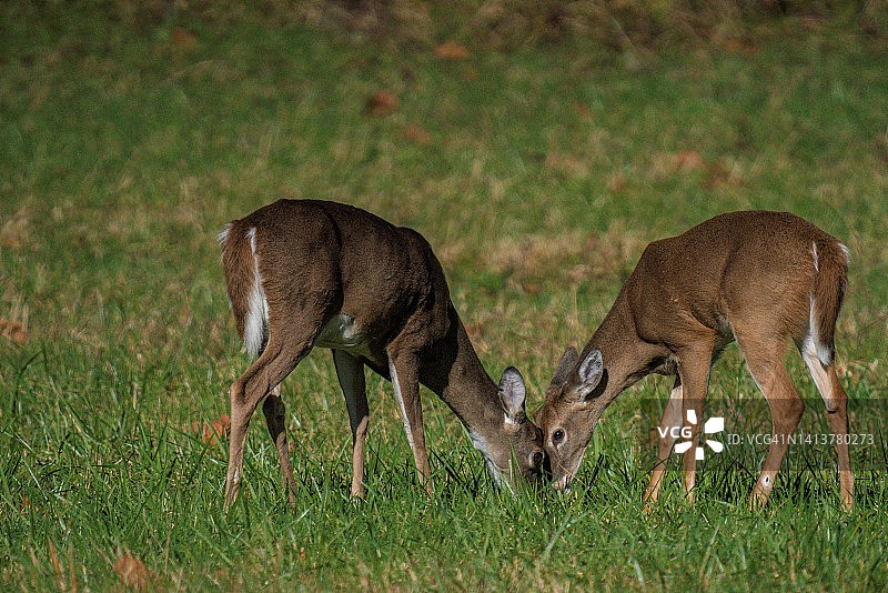 一对白尾鹿面对面吃草图片素材