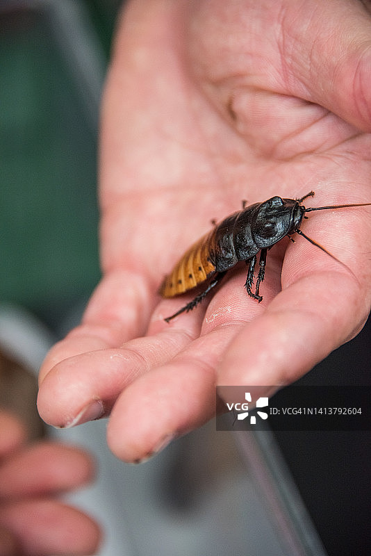 手上的马达加斯加嘶嘶蟑螂图片素材