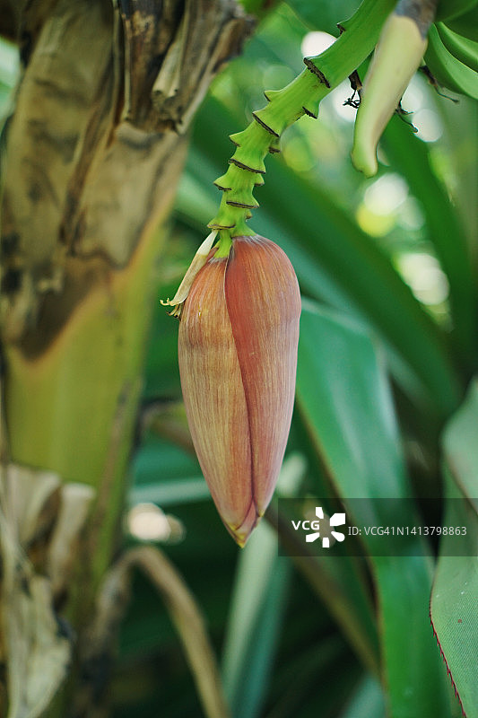 香蕉花图片素材
