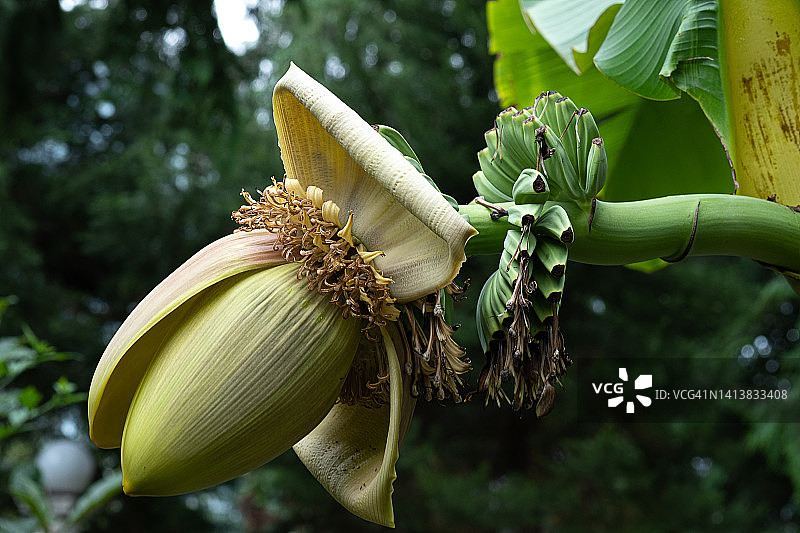 花园里的一串绿色未成熟香蕉图片素材