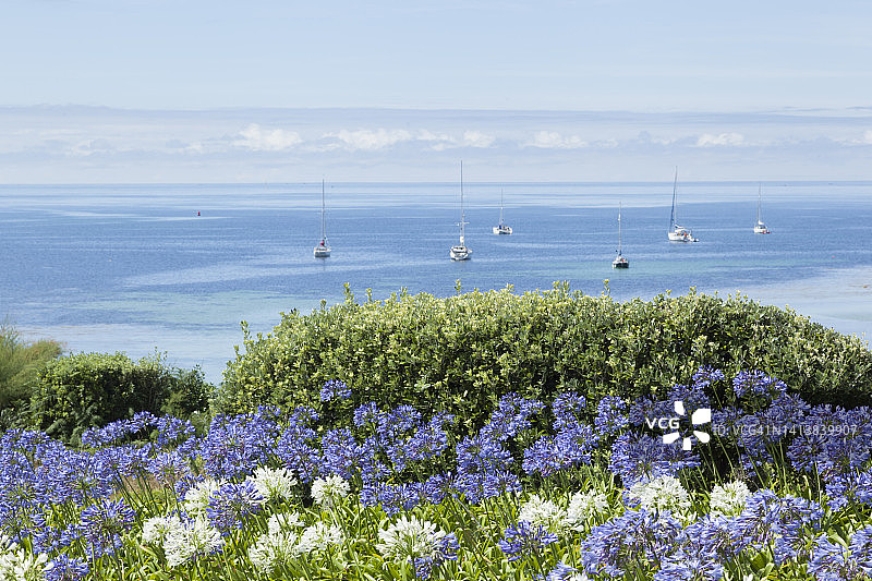 海边花园里生长的百子莲图片素材
