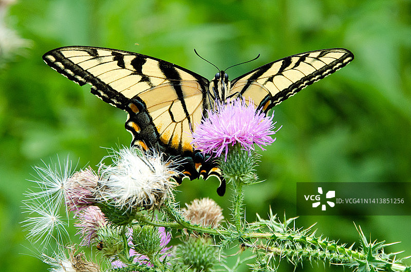 黄色凤蝶正面照图片素材