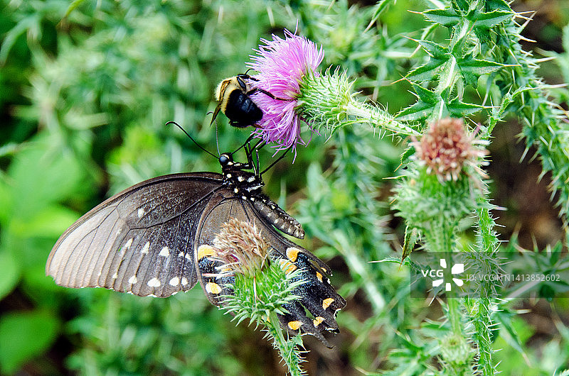 黑凤蝶与熊蜂图片素材
