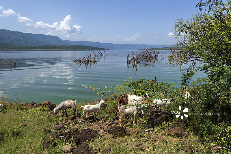 山羊进食图片素材