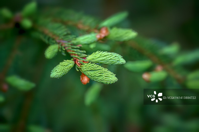 缅因州阿卡迪亚国家公园红云杉树上的花蕾特写图片素材