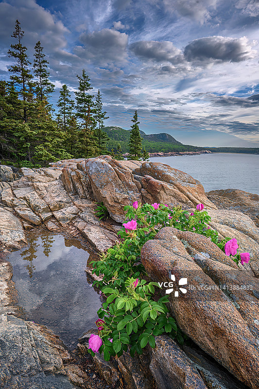 缅因州阿卡迪亚国家公园水獭悬崖岩石中生长的海滩玫瑰，又名盐雾玫瑰图片素材
