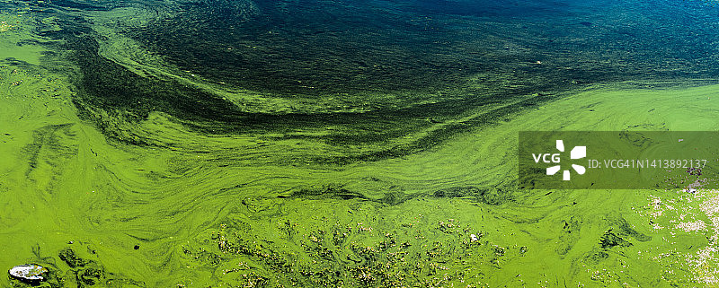 藻类大量繁殖的抽象自然背景，夏季高温季节的滞留水，漩涡自然图案图片素材