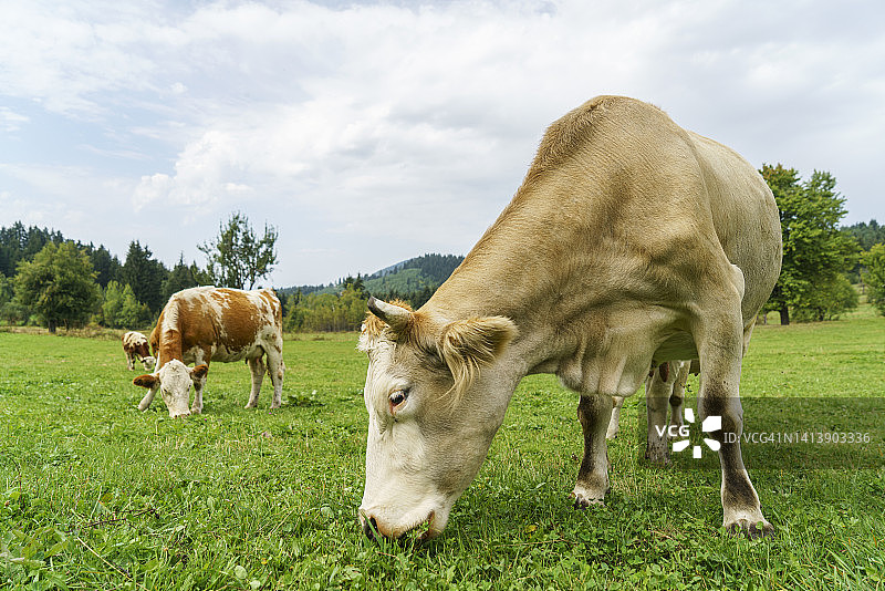 在土耳其北部草地上吃草的奶牛图片素材