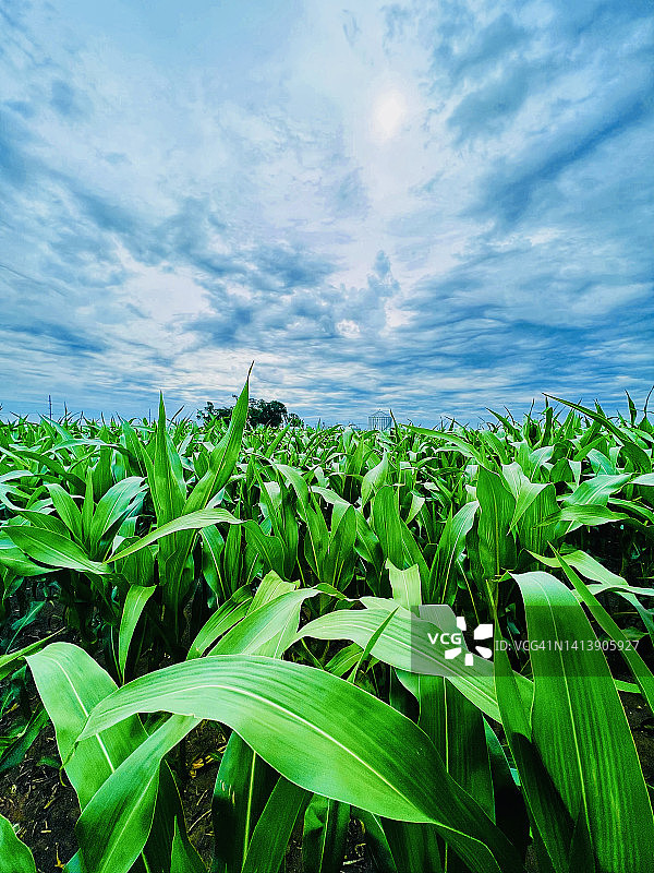 爱荷华州玉米田，戏剧性的暴风云，美国中心地带农业图片素材