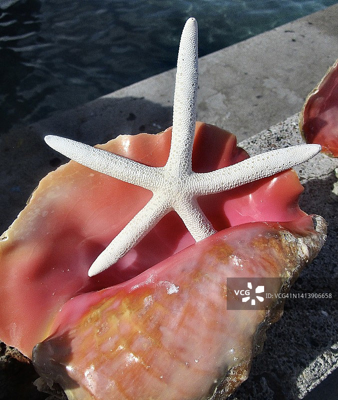 亚特兰蒂斯天堂岛-海螺图片素材