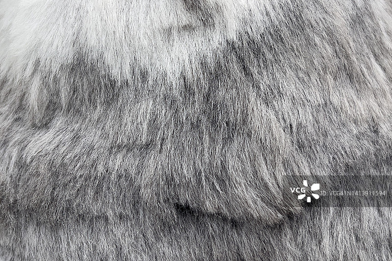 毛茸茸的狗的全身照图片素材