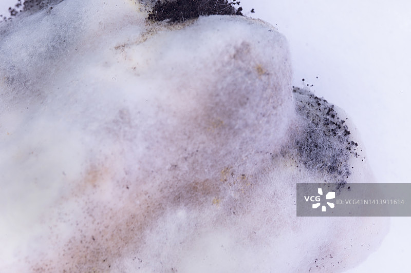 腐烂香蕉上的霉菌特写图片素材