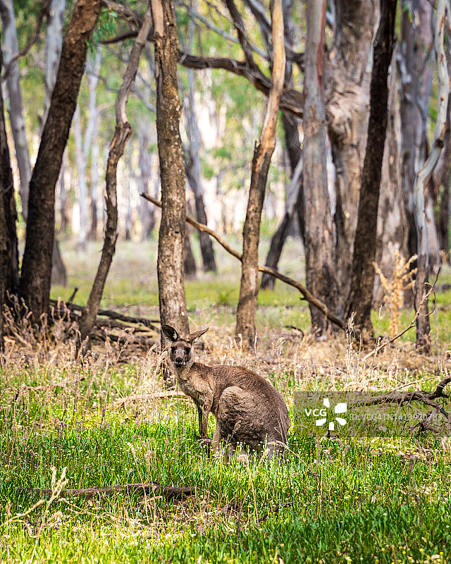 野外袋鼠图片素材