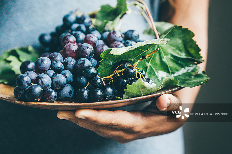 新鲜的葡萄，女人拿着一盘蓝色葡萄图片素材