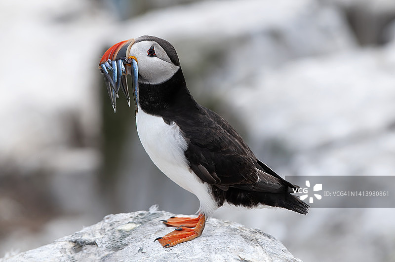 嘴里叼着鱼的海鹦图片素材