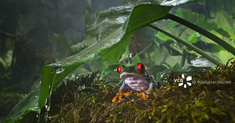 栖息在苔藓上的红眼树蛙图片素材