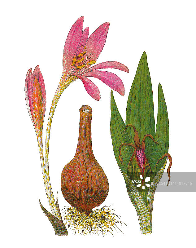秋藏红花、草地藏红花或裸的旧石版插图(Colchicum autumn nale)图片素材
