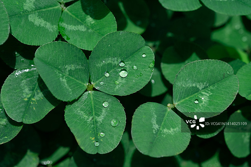 阳光明媚的春夏季节，公园里植物或灌木的绿叶。美丽的自然背景。白色三叶草没有花朵，带着露珠或雨滴。屏保图片素材