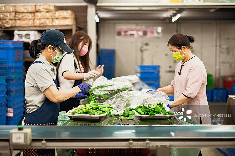 在有机农业工厂传送带上分拣蔬菜的亚洲女工图片素材