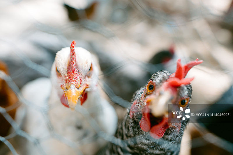 看着镜头的半散养鸡图片素材