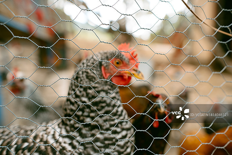 看着镜头的半散养鸡图片素材