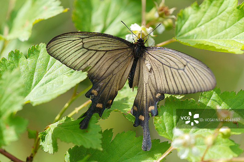 燕子蝴蝶图片素材