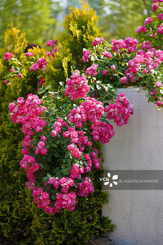 安吉拉·罗斯图片素材