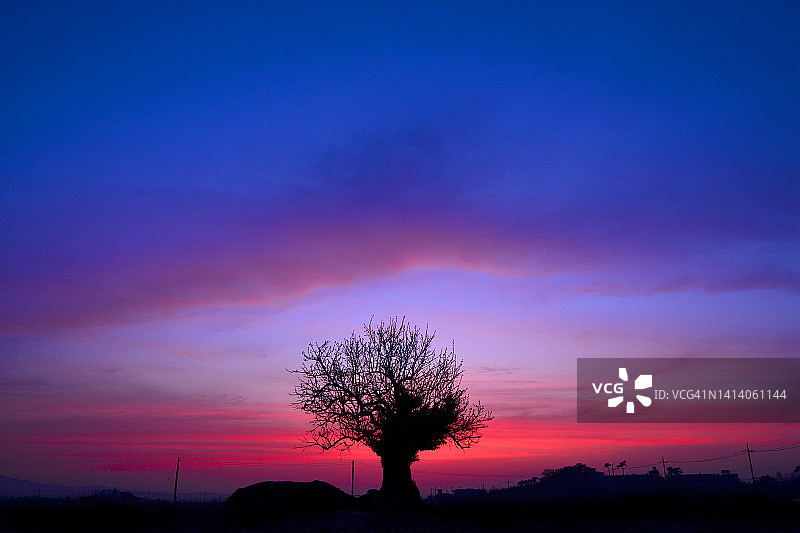 忠清南道瑞山市柿子树下的日落图片素材