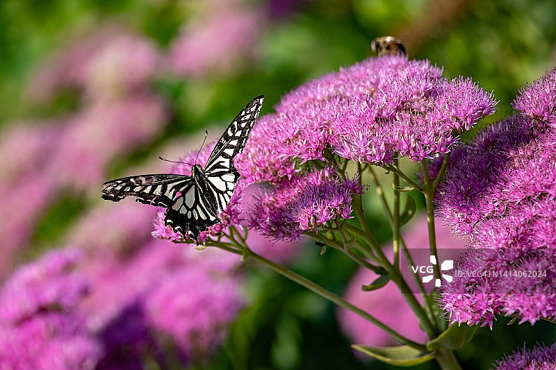 瞻星台图片素材