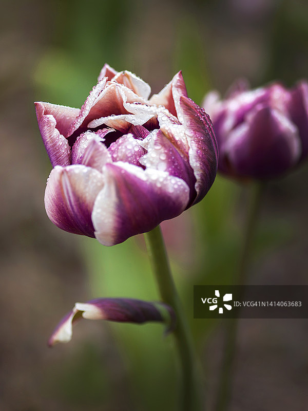 重瓣郁金香图片素材