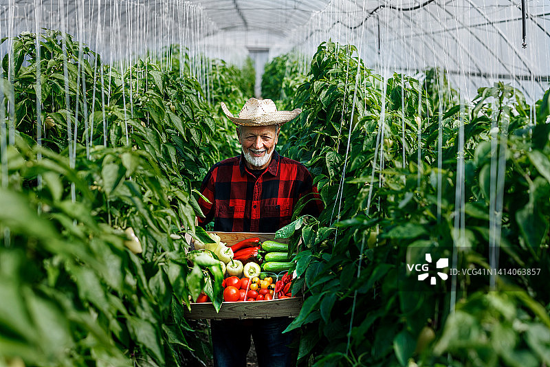 一位年长的男人在温室里拿着收获的蔬菜图片素材