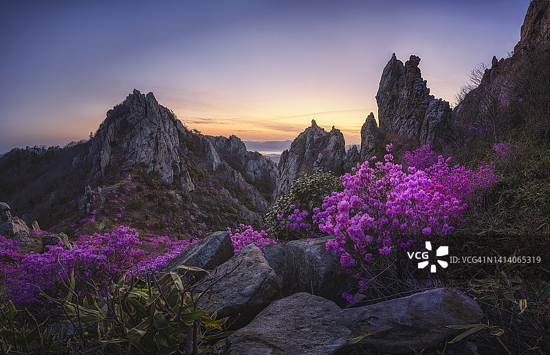 德龙山杜鹃花奇石图片素材