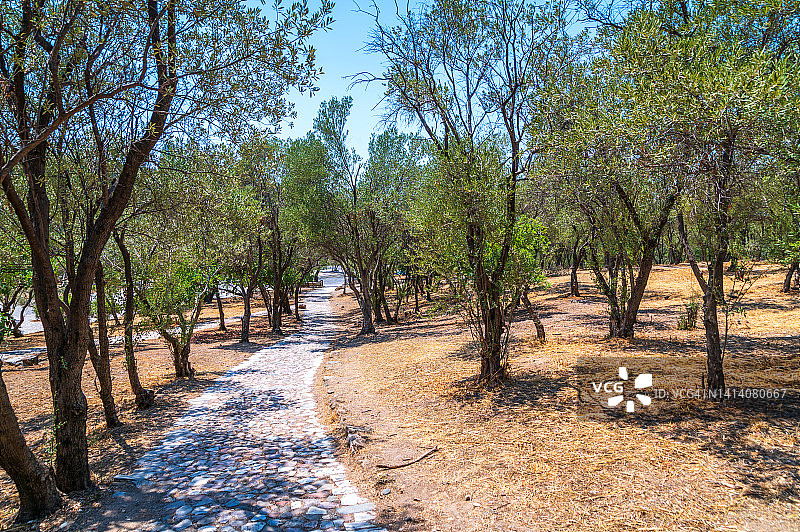 希腊雅典卫城山丘上的橄榄树和人行道图片素材