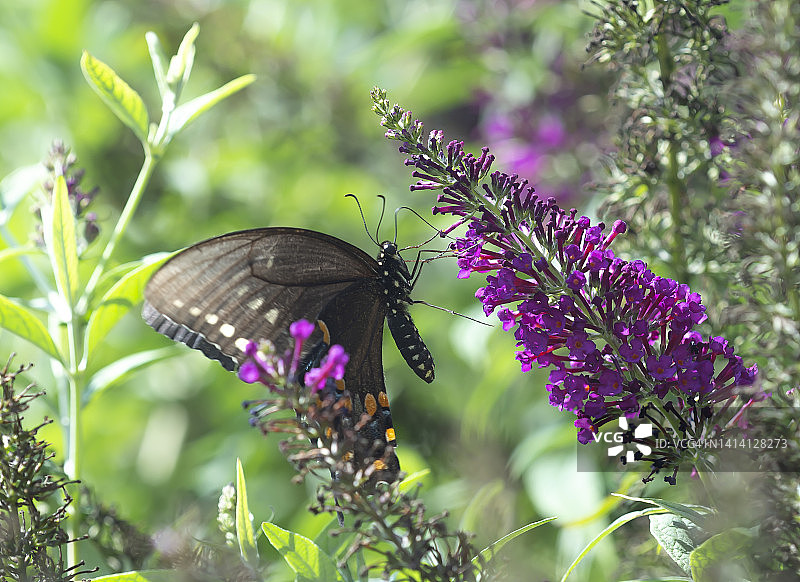 樟树燕尾蝶图片素材