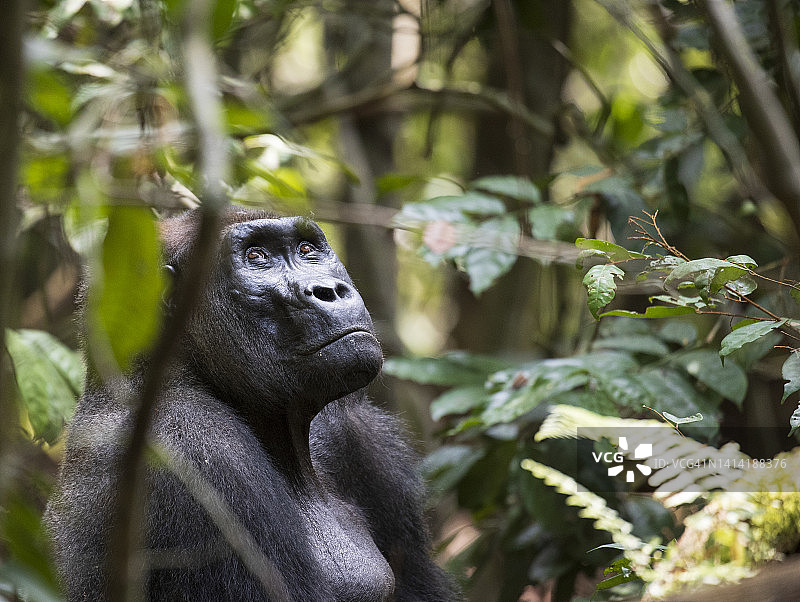 西部低地大猩猩图片素材