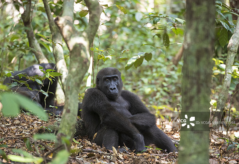 西部低地大猩猩图片素材
