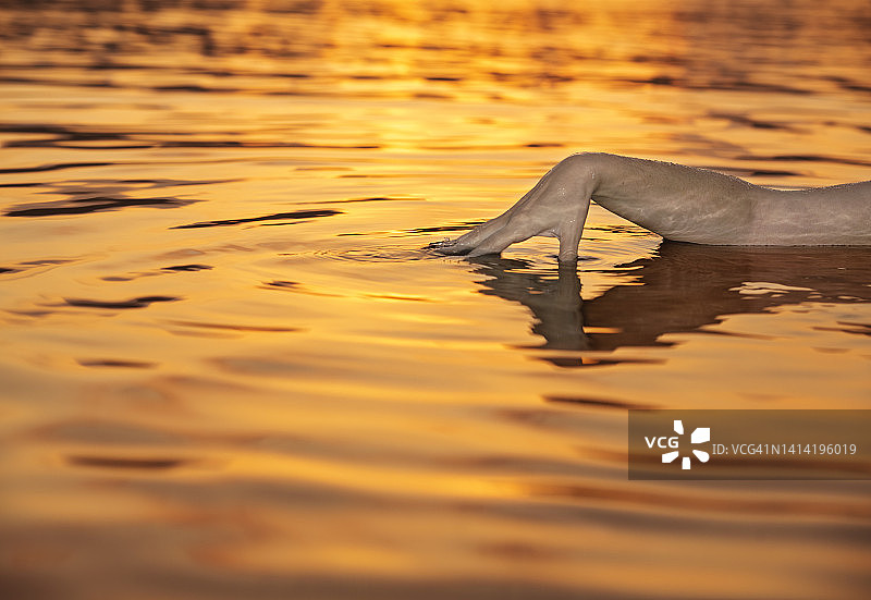 马耳他日落时，女子手拂过海面的特写图片素材
