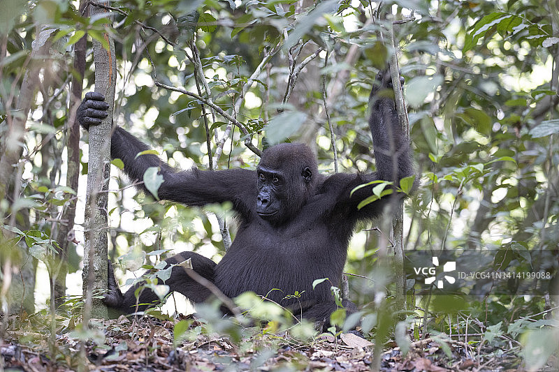 西部低地大猩猩图片素材