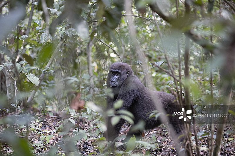 西部低地大猩猩图片素材