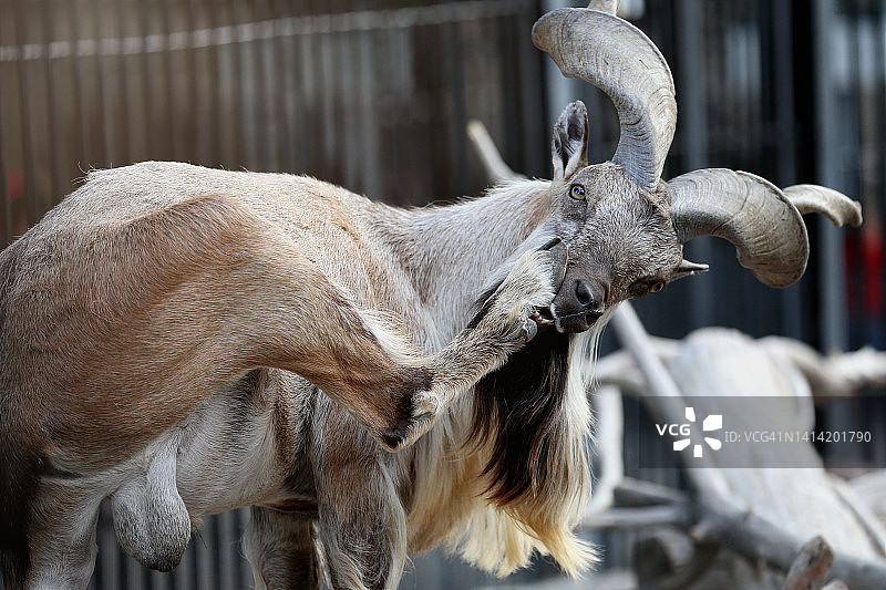 咬蹄子的土库曼斯坦捻角山羊（雄性）图片素材
