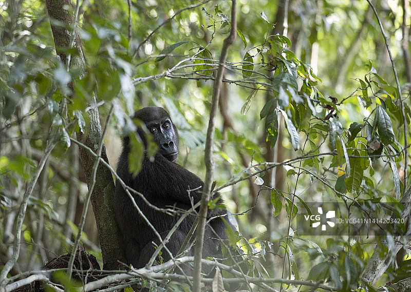 西部低地大猩猩图片素材