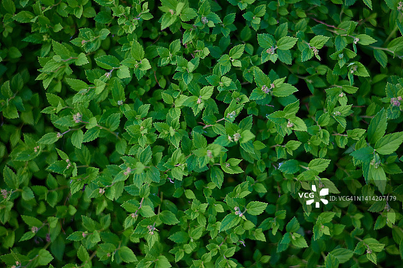 小绿叶背景图片素材