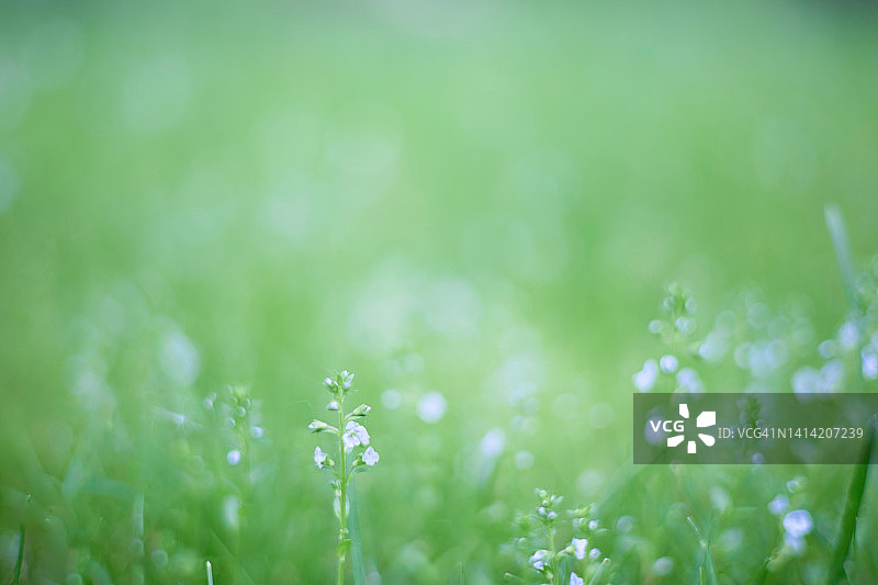 鲜绿色草地背景图片素材
