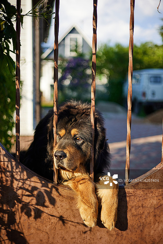 栅栏旁的狗图片素材