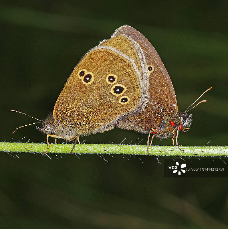 褐眼蝶图片素材