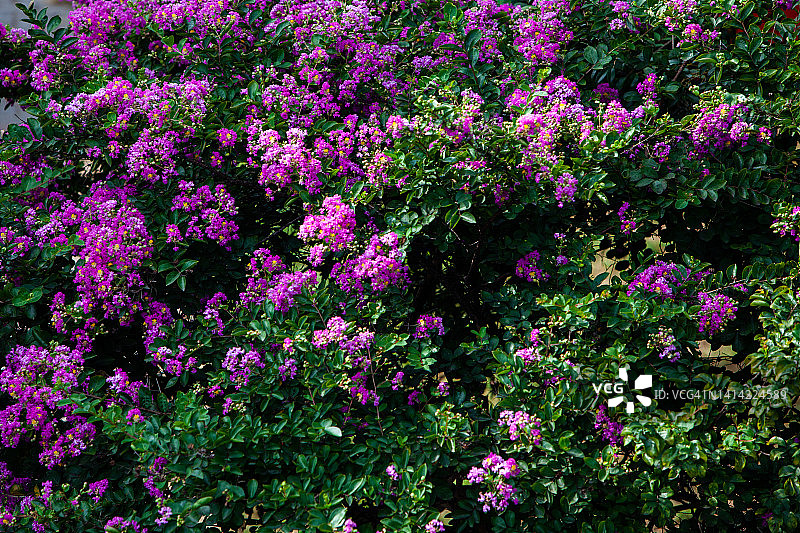 盛开的紫薇花图片素材