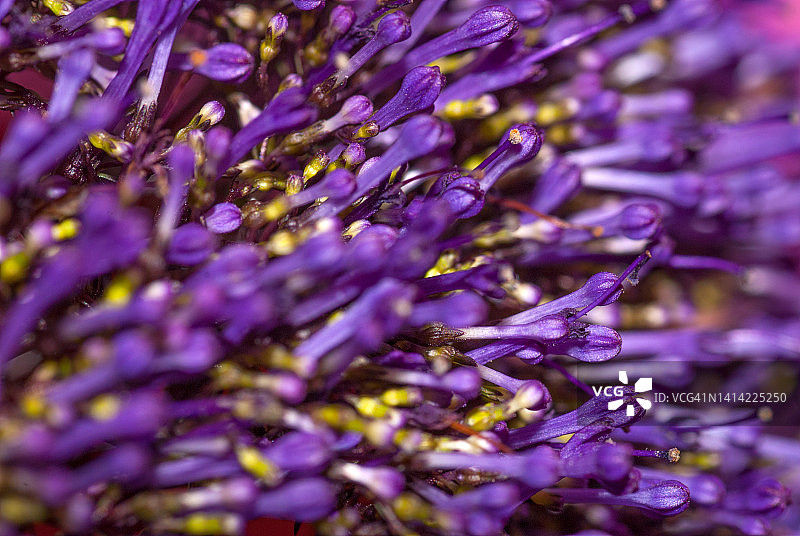 风铃草花图片素材