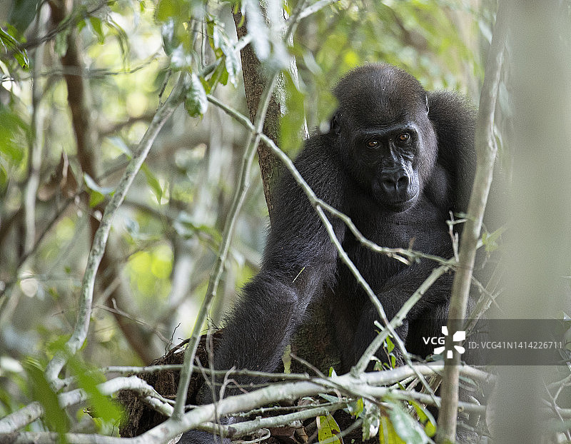 西部低地大猩猩图片素材